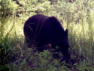 Iron Mountain Inn Bed and Breakfast - Cherokee National Forest - Black Bear