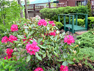 Iron Mountain Inn Bed and Breakfast - Garden Flowers