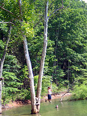 Iron Mountain Inn Bed and Breakfast - Tree Swing